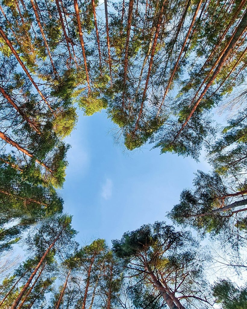 Crown of tall trees in the form of a heart. Love for the world, ecology. Environmental conservation